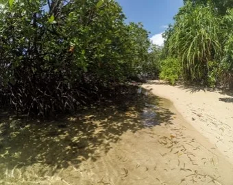 Mangrove forest along the coast of Papua Barat, Indonesia
