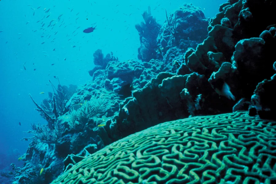 Underwater photograph of a coral reef